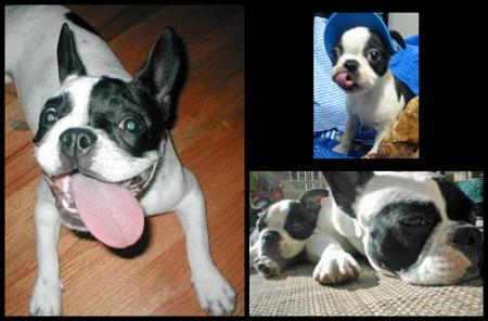 BoUleDoGuE fRaNcAiS